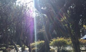 紫と白の光たち